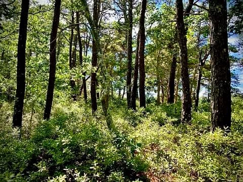 37 Oak Valley Road - Photo 3