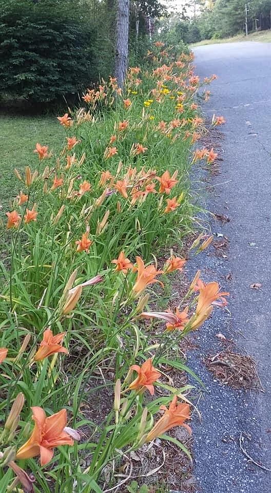 11 Webquish Lane - Photo 1